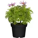 Bild 1 von toom Schmuckkörbchen verschiedene Farben 13 cm Topf