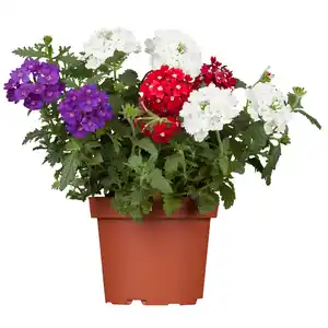 toom Eisenkraut-Trio im Farbmix 12 cm Topf