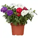 Bild 1 von toom Eisenkraut-Trio im Farbmix 12 cm Topf