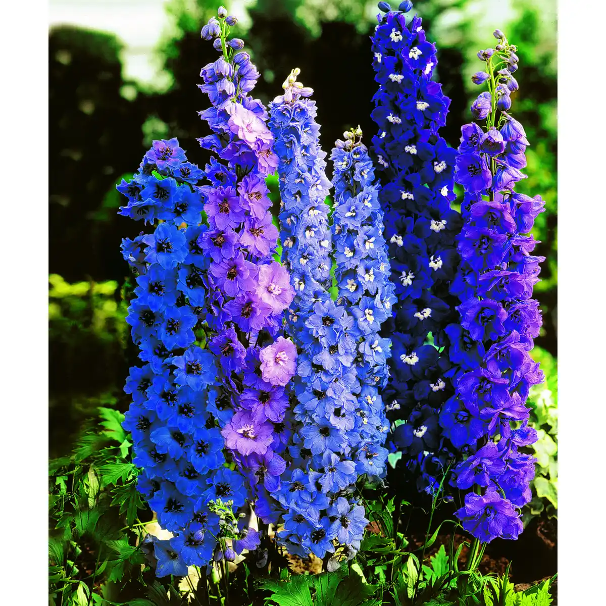 Bild 1 von Stauden-Mix, 23-cm-Topf