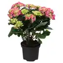 Bild 1 von GARDENLINE Gartenhortensie rosa