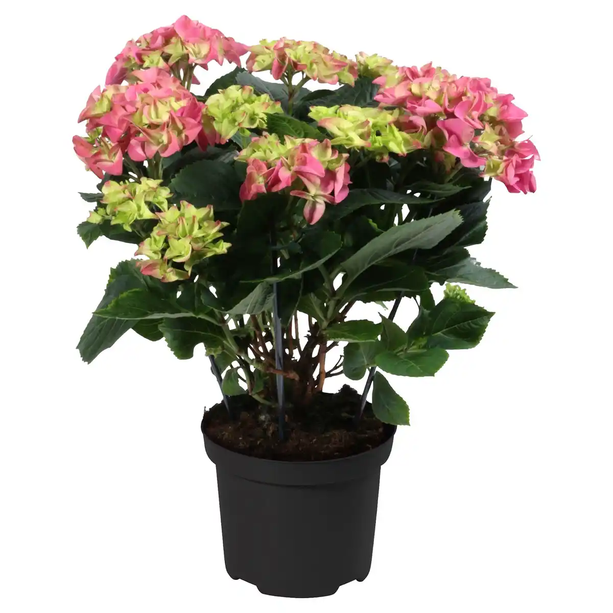 Bild 1 von GARDENLINE Gartenhortensie rosa