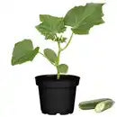 Bild 1 von toom Sommerfrische-Mix Gurke & Zucchini 10,5 cm Topf