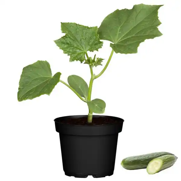 Bild 1 von toom Sommerfrische-Mix Gurke & Zucchini 10,5 cm Topf