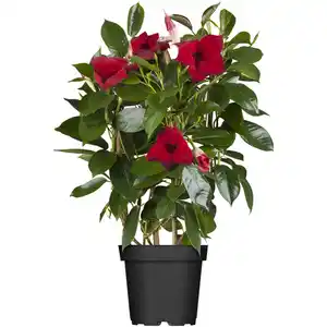 toom Dipladenie 'Río Sundeville' Spalier oder Pyramide 14 cm Topf