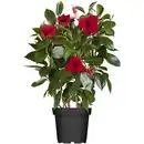 Bild 1 von toom Dipladenie 'Río Sundeville' Spalier oder Pyramide 14 cm Topf