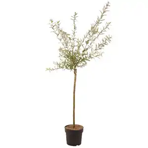 toom Harlekinweide 'Flamingo' Stamm 19 cm Topf