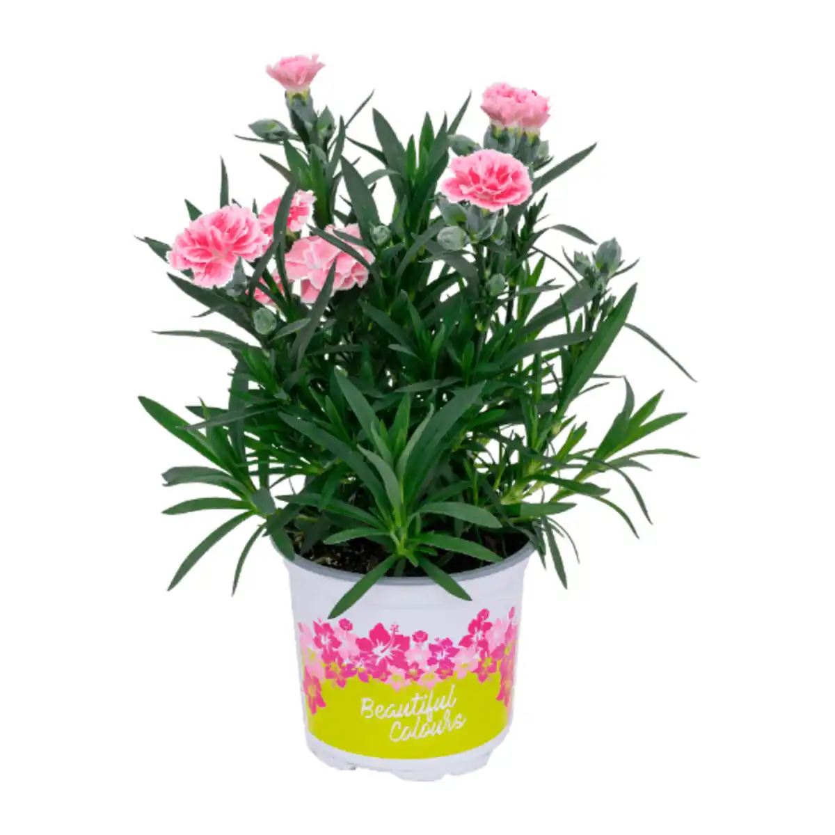 Bild 2 von GARDENLINE Nelken