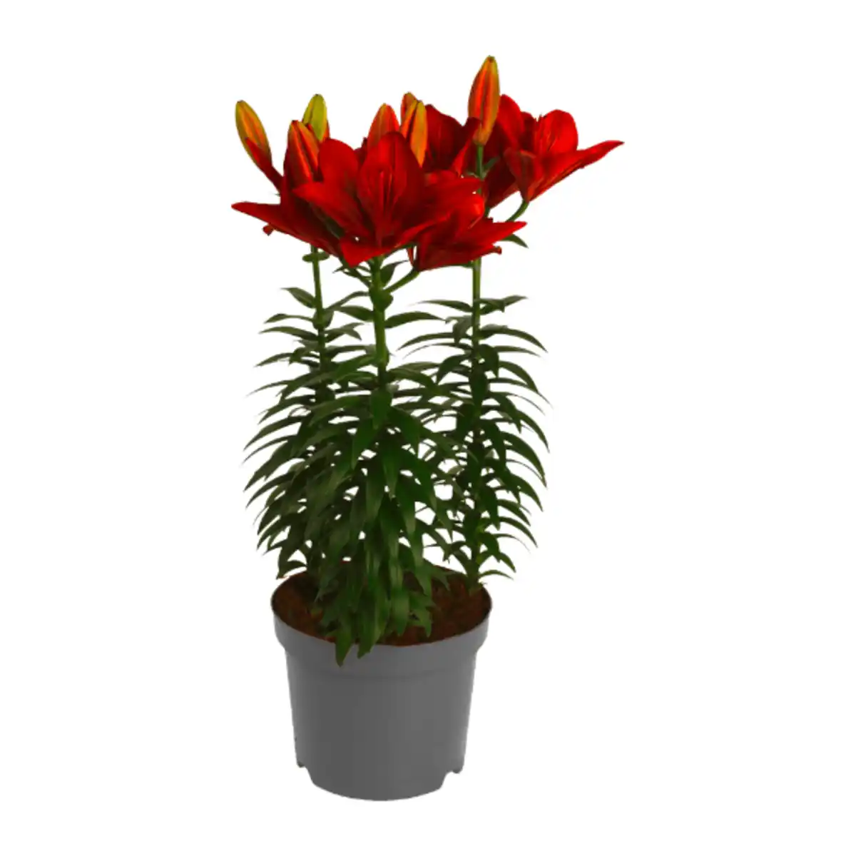 Bild 4 von GARDENLINE Lilien / Lavendel