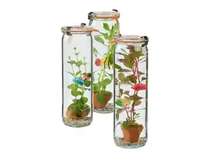 Wasserpflanze im Glas