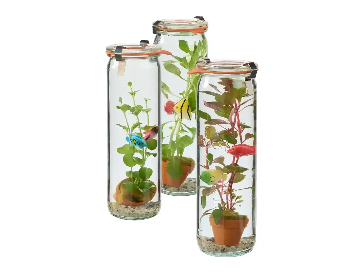 Bild 1 von Wasserpflanze im Glas