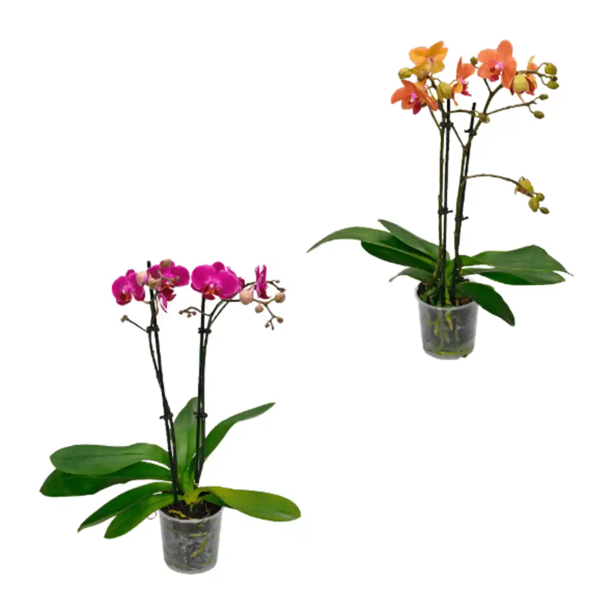 Bild 1 von GARDENLINE Phalaenopsis