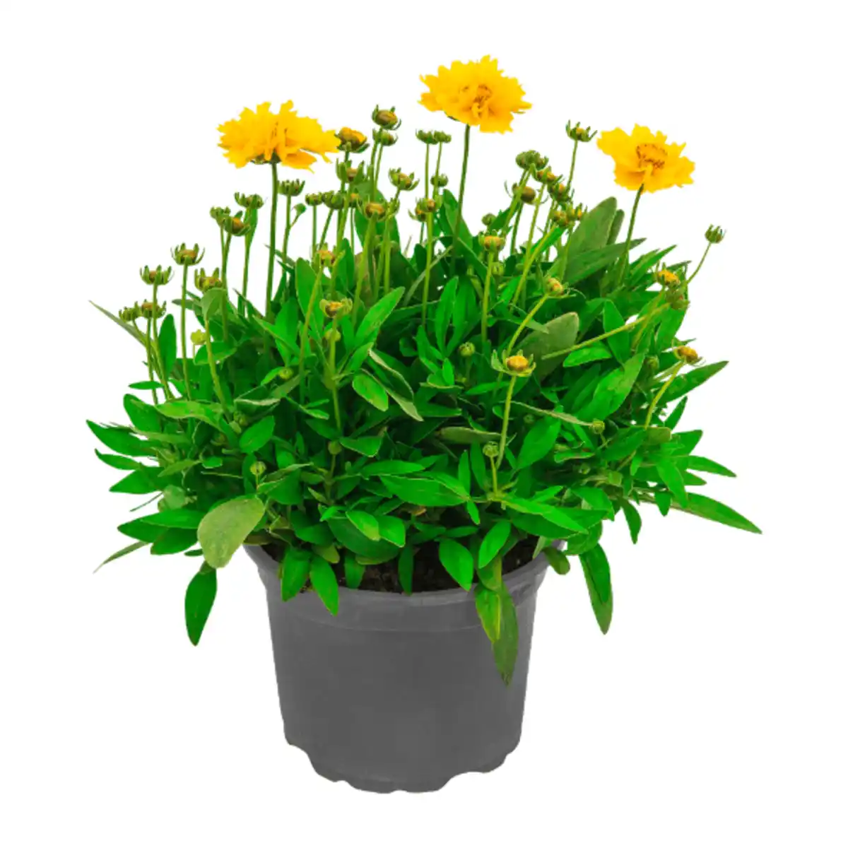 Bild 2 von GARDENLINE Stauden / Sommerblumen