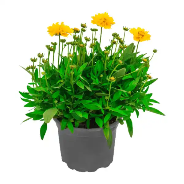 Bild 2 von GARDENLINE Stauden / Sommerblumen