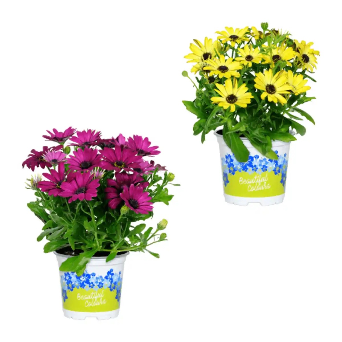 Bild 1 von GARDENLINE Kapmargeriten