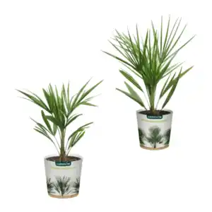 GARDENLINE Palme