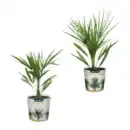 Bild 1 von GARDENLINE Palme