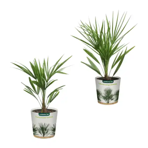 Bild 1 von GARDENLINE Palme
