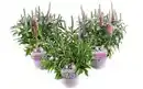 Bild 1 von Ähriger Ehrenpreis Veronica spicata H ca 20 cm 13 cm Topf