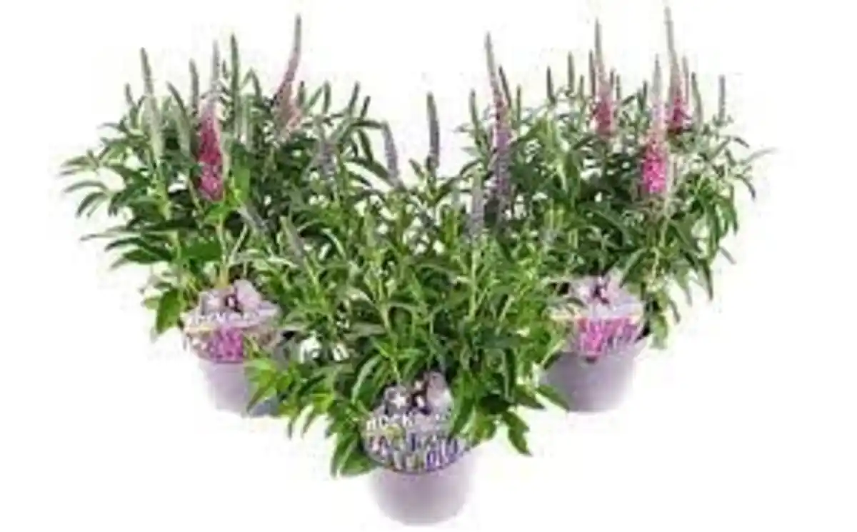 Bild 1 von Ähriger Ehrenpreis Veronica spicata H ca 20 cm 13 cm Topf