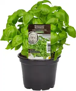 Einsteinkräuter - Basilikum 12 cm Topf