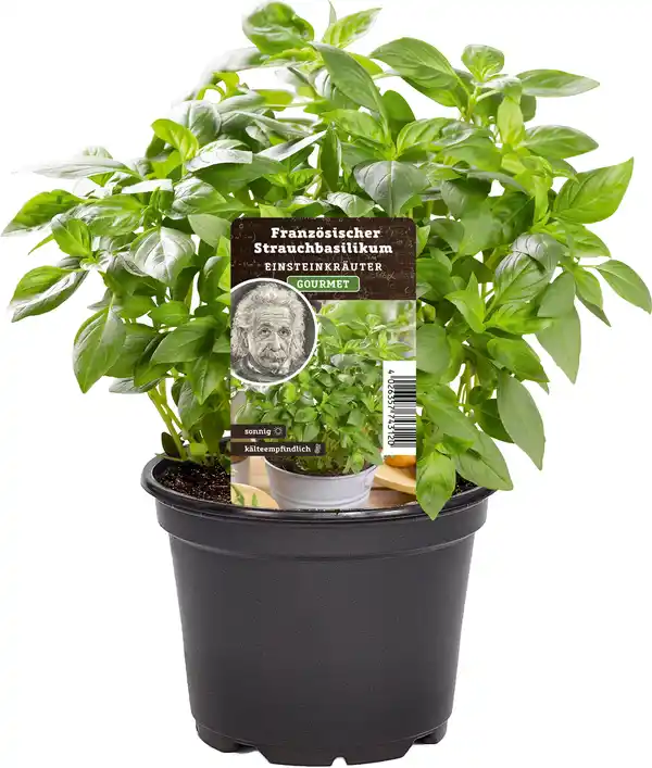 Bild 1 von Einsteinkräuter Basilikum kleinblättrig 12 cm Topf