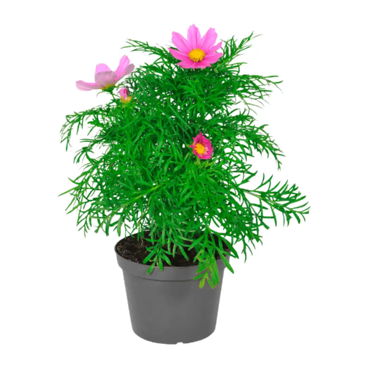 Bild 3 von GARDENLINE Stauden / Sommerblumen