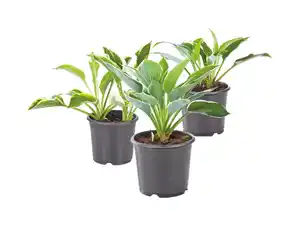 Hosta Gartenfunkie