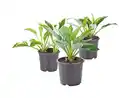 Bild 1 von Hosta Gartenfunkie