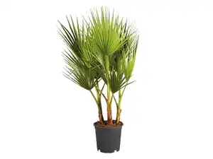 Winterharte Palme