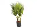 Bild 1 von Winterharte Palme
