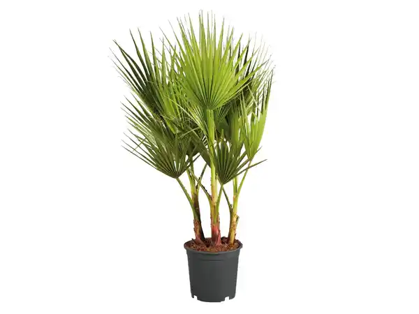 Bild 1 von Winterharte Palme