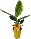 Bild 1 von Bananenpflanze Musa H ca 80 cm 25 cm Topf