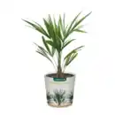 Bild 3 von GARDENLINE Palme