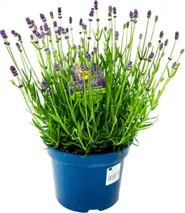 Lavendel angustifolia 17 cm Topf