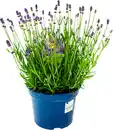 Bild 1 von Lavendel angustifolia 17 cm Topf