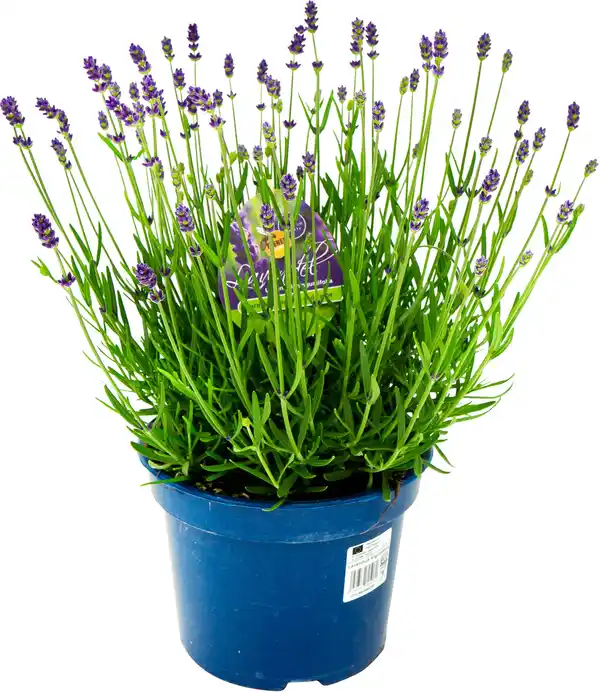 Bild 1 von Lavendel angustifolia 17 cm Topf