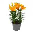 Bild 3 von GARDENLINE Lilien / Lavendel