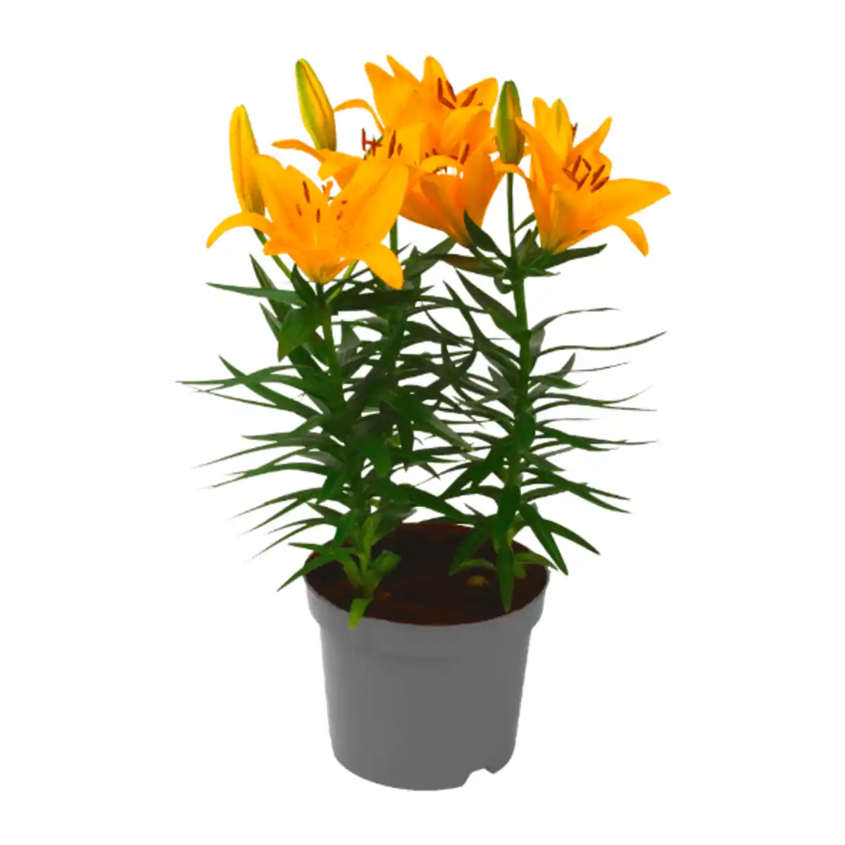 Bild 3 von GARDENLINE Lilien / Lavendel