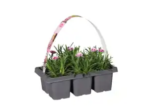 Dianthus, Pink Kisses