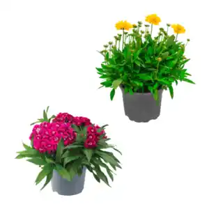 GARDENLINE Stauden / Sommerblumen
