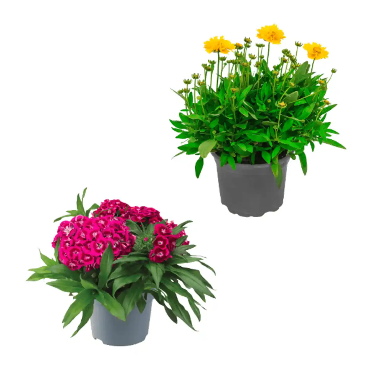 Bild 1 von GARDENLINE Stauden / Sommerblumen