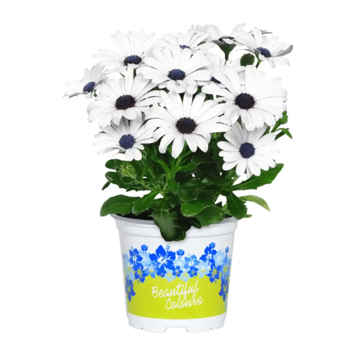 Bild 4 von GARDENLINE Kapmargeriten