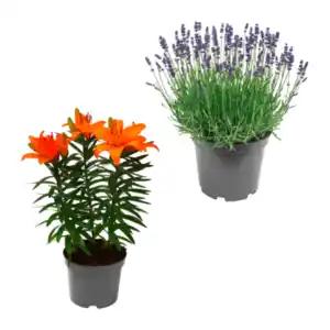 GARDENLINE Lilien / Lavendel