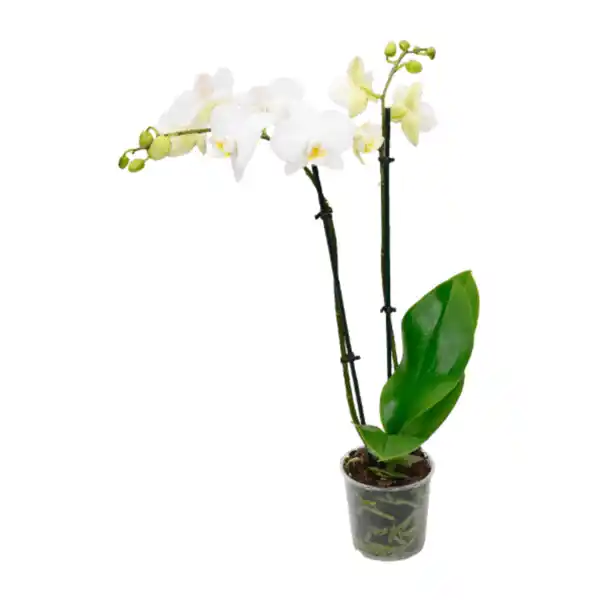Bild 2 von GARDENLINE Phalaenopsis