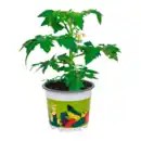 Bild 2 von GARDENLINE Gemüsepflanze