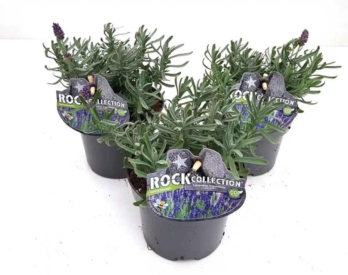 Bild 1 von Lavendel Lavandula 13 cm Topf