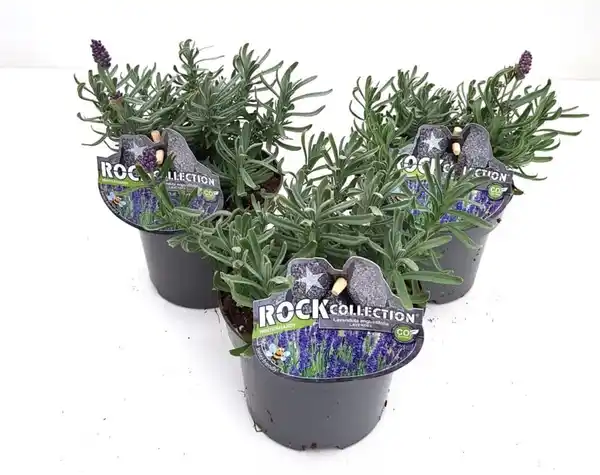 Bild 1 von Lavendel Lavandula 13 cm Topf