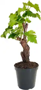 Weinrebe Vitis Vinifera H 35 cm 16 cm Topf
