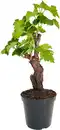 Bild 1 von Weinrebe Vitis Vinifera H 35 cm 16 cm Topf